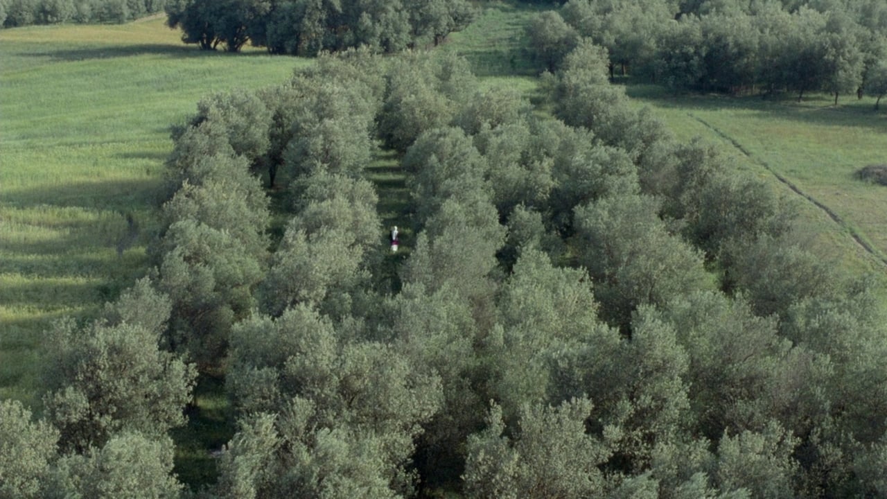 Through the Olive Trees (Zire darakhatan zeyton)