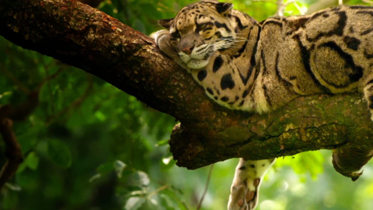 India's Wild Leopards