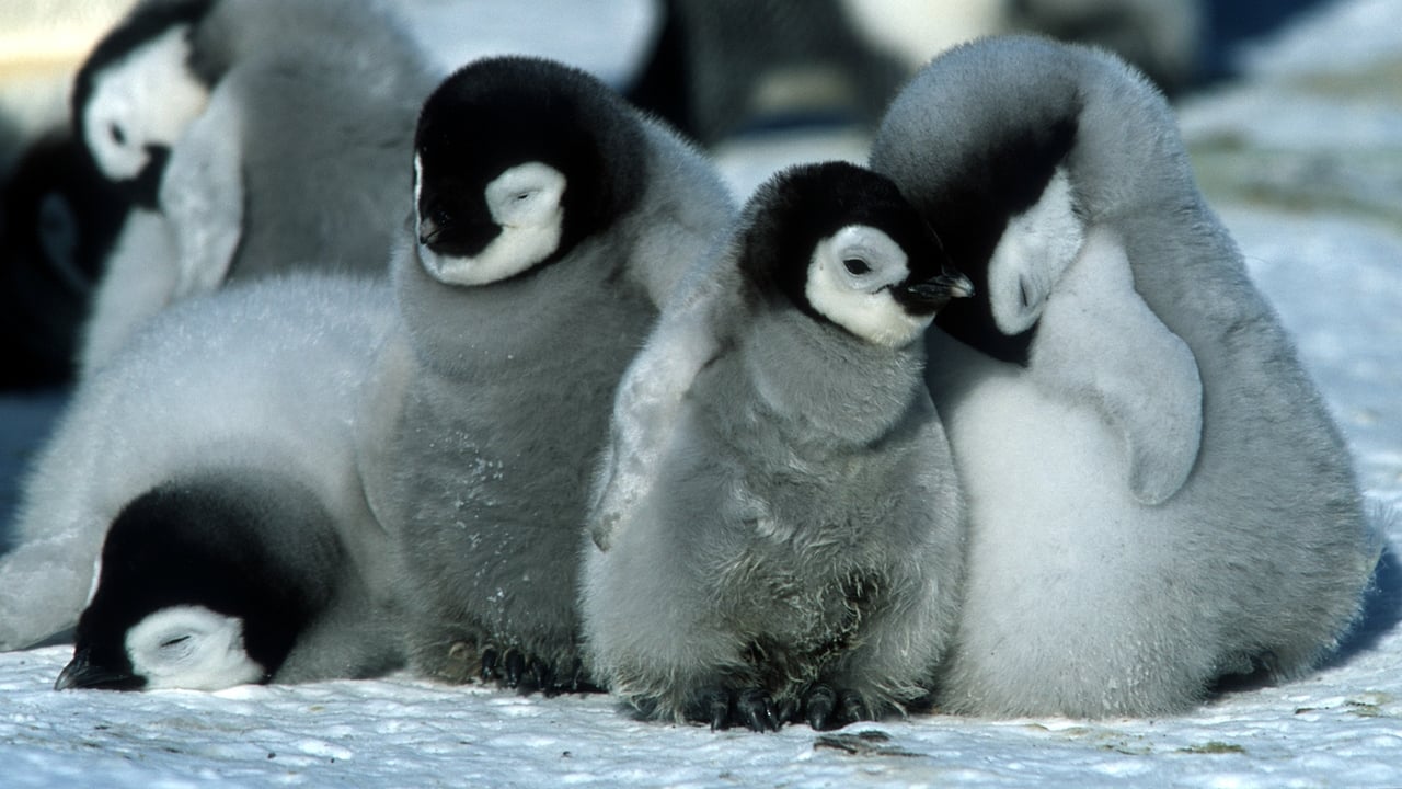 March of the Penguins (Marche de l'empereur, La)