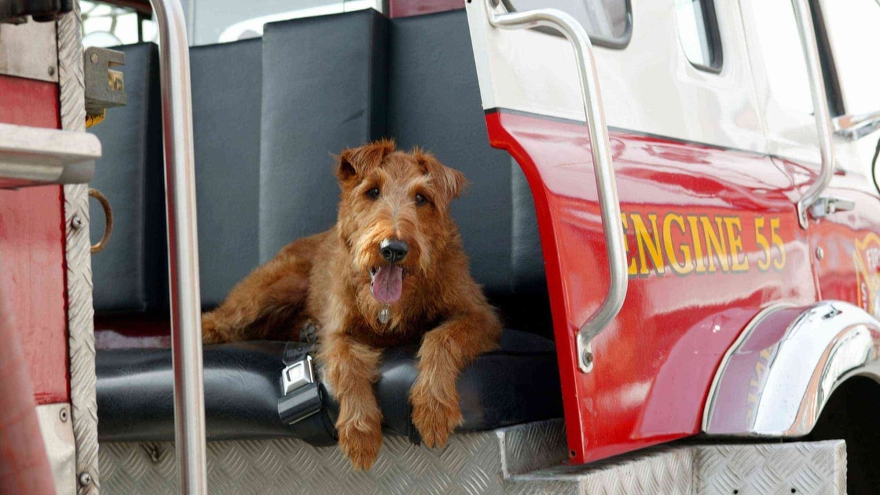 Firehouse Dog