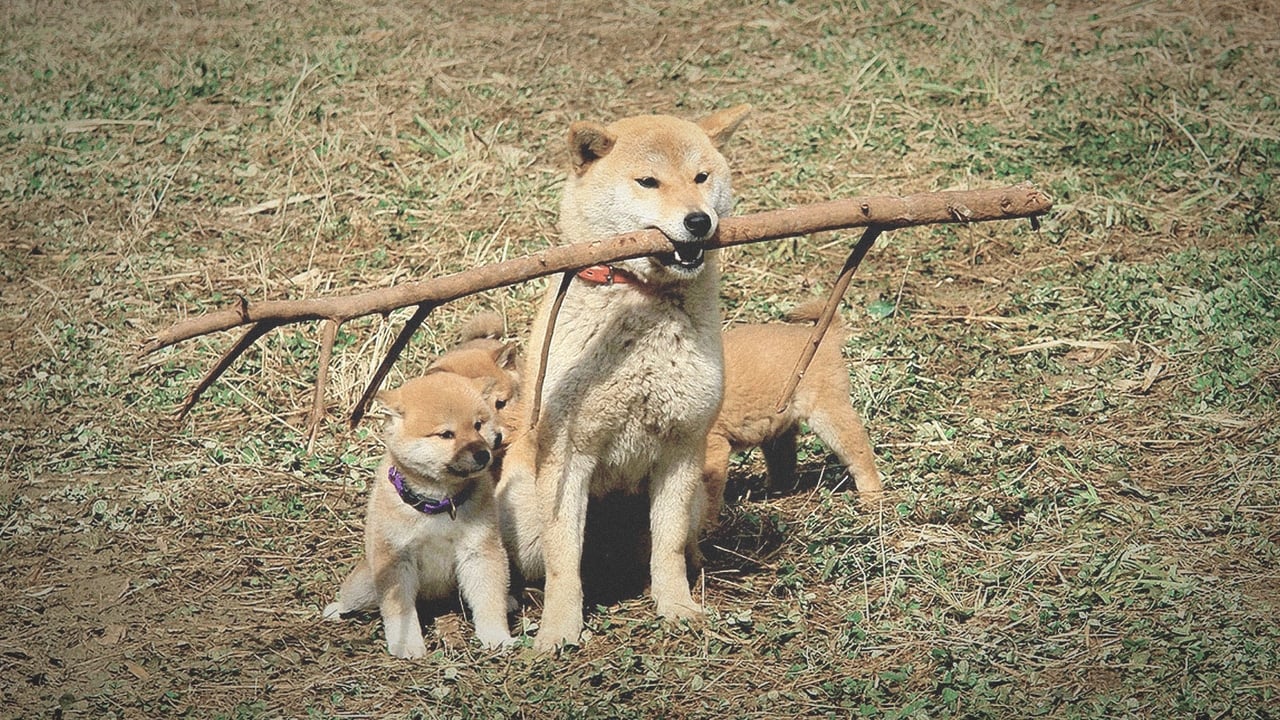 A Tale Of Mari And Three Puppies (マリと子犬の物語)